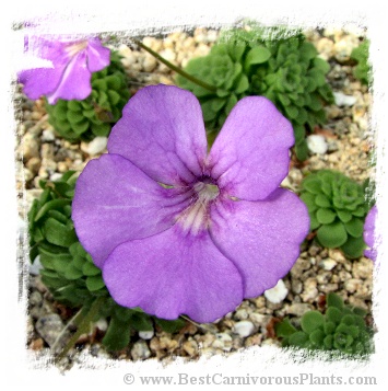 Pinguicula cv. Hanka / 2+ plants